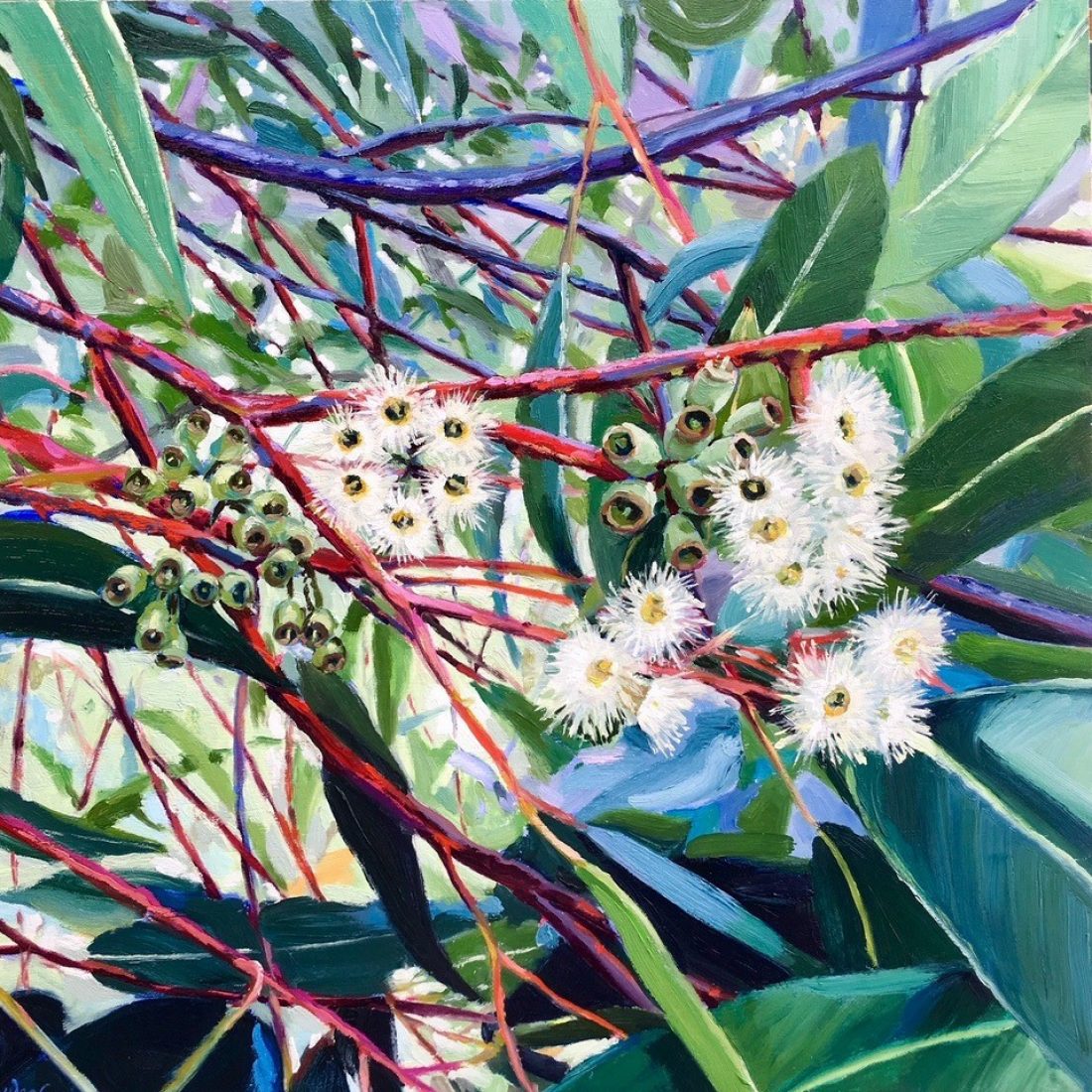 Eucalyptus Maculata – KAB Gallery